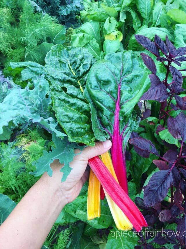 What Is the Easiest Vegetable to Grow for Beginners?